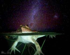 Night Swimming by Steven Miller 